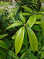 Rhododendron sp. Rododendro