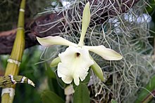 Rhyncholaelia glauca - Internationale Orchideen- und Tillandsienschau Blumengärten Hirschstetten 2016.jpg