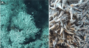 Rimicaris exoculata on hydrothermal vent Rimicaris-exoculata swarms.png