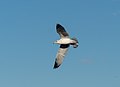 * Nomination Ring-billed gull in flight over Prospect Park (Brooklyn, NY, USA) --Rhododendrites 19:39, 27 November 2022 (UTC) * Promotion  Support Good quality. --Ermell 20:00, 27 November 2022 (UTC)