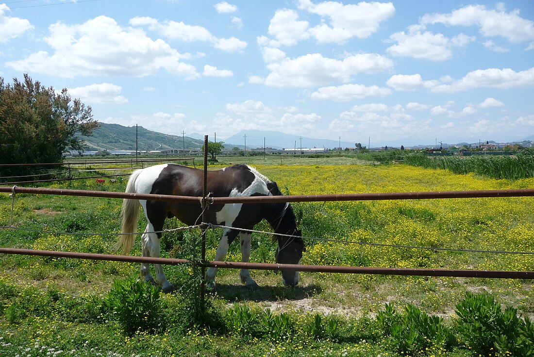 Riserva naturale regionale Sentina