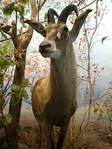 Roan Antelope 1 CAS.JPG