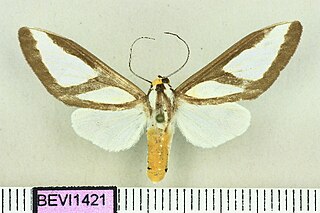 <i>Robinsonia klagesi</i> Species of moth