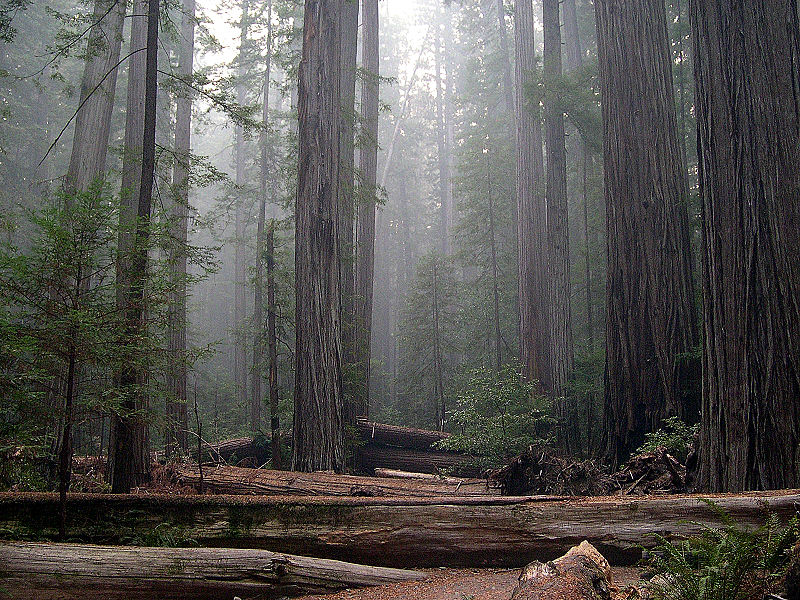 File:Rockefeller Forest Sequoia sempervirens.jpg