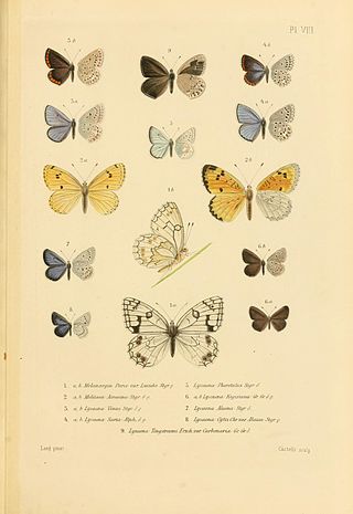 <i>Agriades pheretiades</i> Species of butterfly