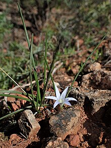 Romulea columnae in Morocco