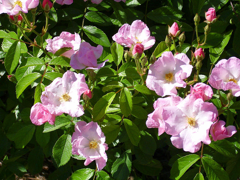 File:Rosa 'Frisson Frais' Louis Lens RPO.jpg