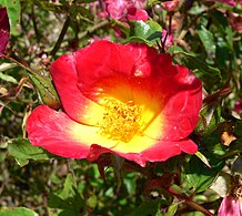 'Cocktail', Meilland 1957 ('Independence' × 'Orange Triumph') × 'Phyllis Bide'