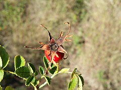 Rosa rubiginosa sl42.jpg