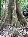 Rosales - Ficus aurea - 6.jpg