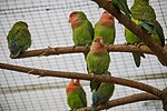 Thumbnail for File:Rosy-faced lovebird - Nordsjællands Fuglepark (23021890011).jpg