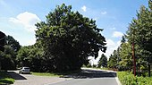 Red oak (Quercus rubra)