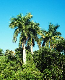 Cuban Royal Palm (Roystonea regia) - True Green Nursery