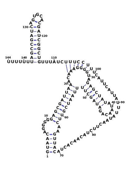 File:Rsaog structure.pdf