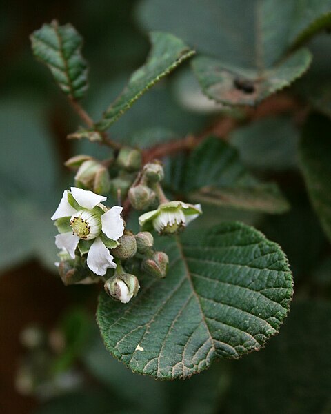 File:Rubus ellipticus obcordatus 3.jpg