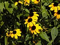 Rudbeckia triloba