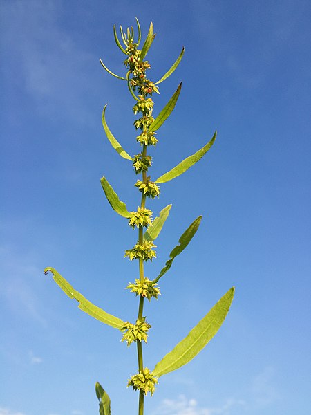 File:Rumex palustris sl35.jpg