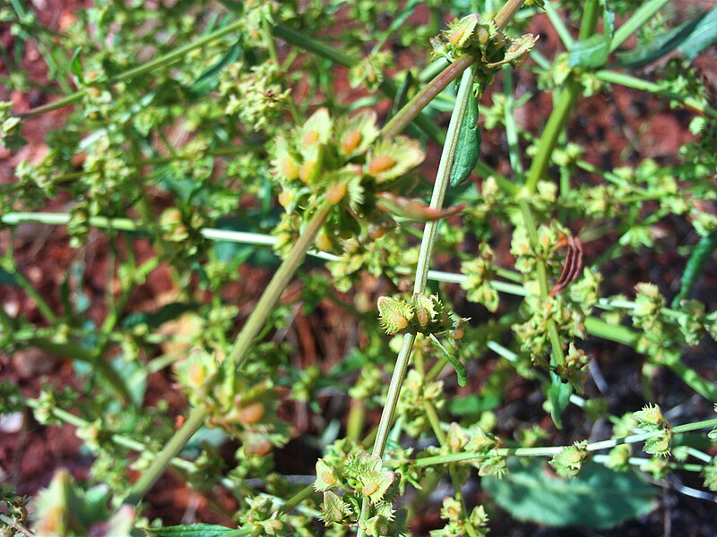 File:Rumex pulcher Semillas 2009-5-24 CampodeCalatrava.jpg