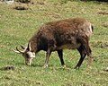 Chamois (Rupicapra rupicapra)