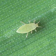 Russian wheat aphid (cropped).jpg