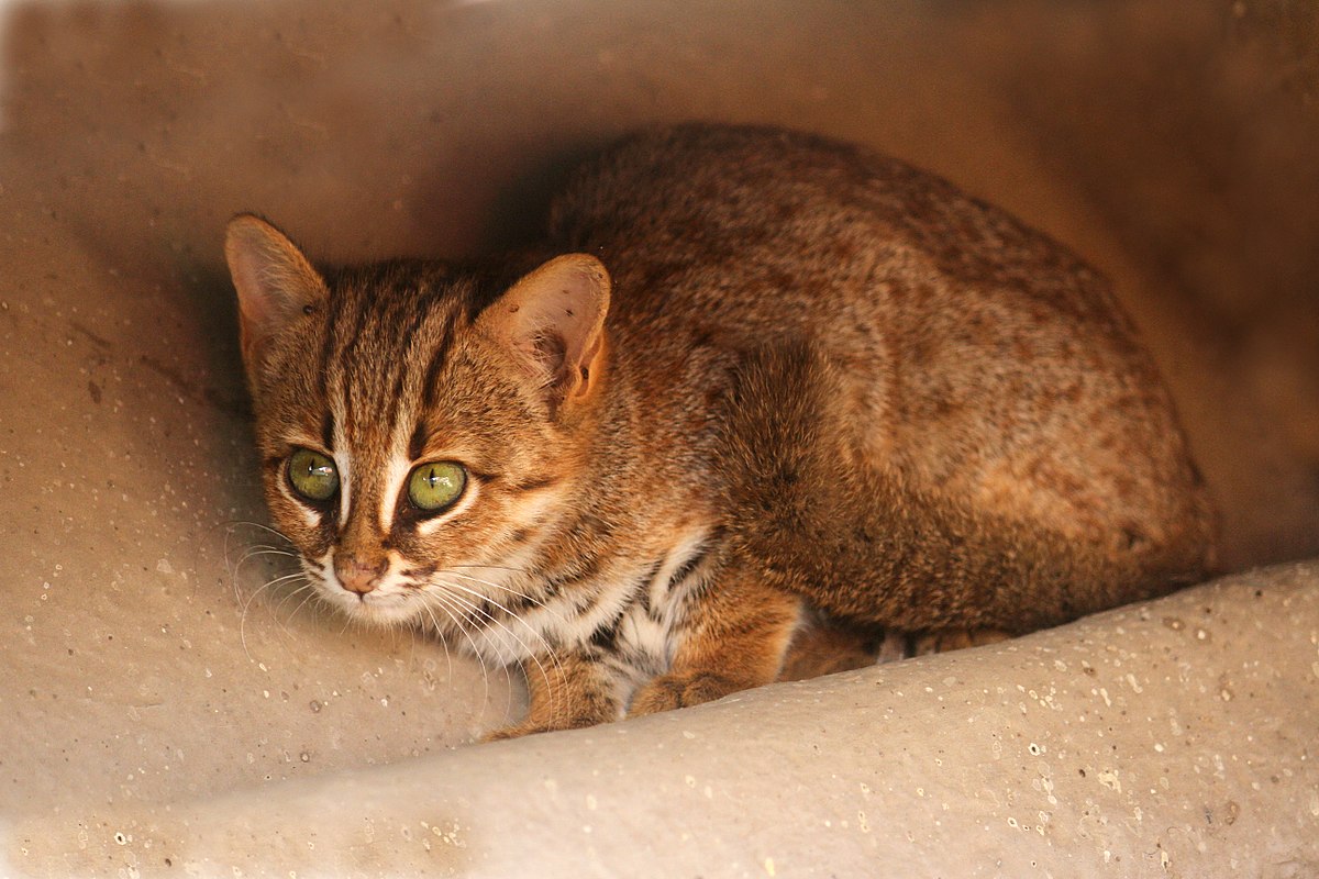 brown and white dappled cat