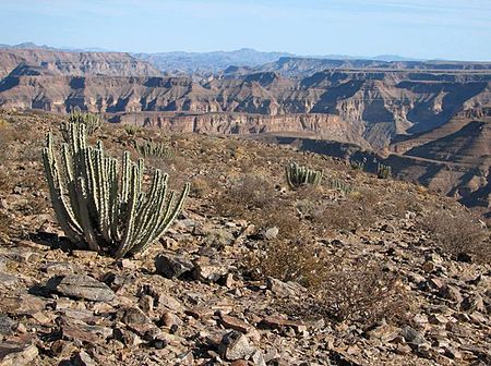 Tập_tin:SAC_Namibia-cactus.jpg