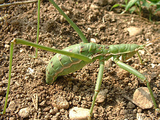 <i>Saga</i> (bush cricket) Genus of cricket-like animals