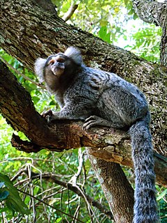 Sagui-de-tufos-brancos (Callithrix jacchus).jpg