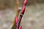 Salix-moupinensis-buds.JPG