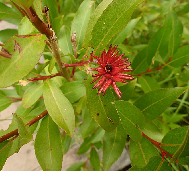 File:Salix serissima iNat-23665320.jpg