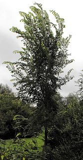 <i>Ulmus</i> San Zanobi elm cultivar named after Saint Zenobius