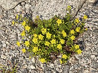Petites fleurs aux pétales jaunes plantées dans un sol caillouteux.