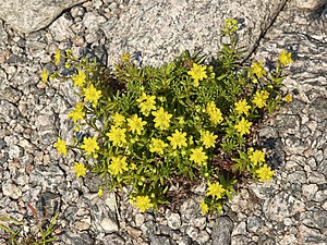 Sedum saxifrage (Saxifraga aizoides) in Norway