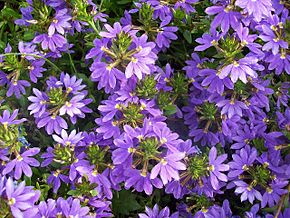 Beschreibung des Botanischen Gartens Scaevola aemula Heidelberg.JPG Bild.