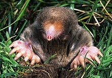 Mi Mero Mole - Wikipedia