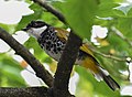 Scaly-breasted bulbul