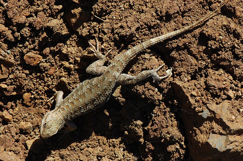 File:Sceloporus occidentalis bocourtii-1.jpg