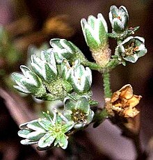 Perennial knawel, the chief host plant of the Polish cochineal Scleranthus perennis cropped.JPG