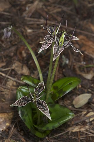 <i>Scoliopus bigelovii</i> Species of flowering plant