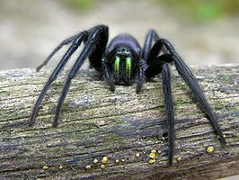 De kerkzesoog (Segestria florentina) komt ook voor in België en Nederland.