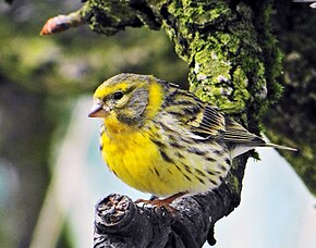 Serin Cini Wikipédia