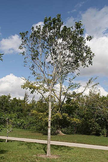 Sideroxylon foetidissimum