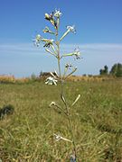 Silene multiflora