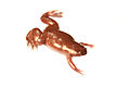 Silurana epitropicalis - Cameroon Clawed frog2.jpg
