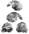 Sinanthropus Skull X.png