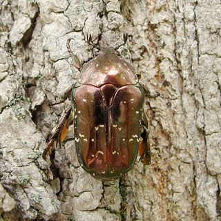 <i>Protaetia</i> Genus of beetles