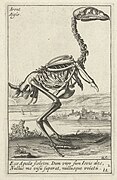 鷲の骨格標本、ナポレターノの原画による版画 (1626)