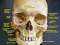 İnsan yüz iskeleti, önden görüntülenmiş.