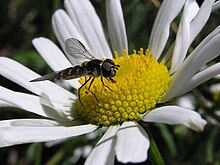 Small striped fly 01.jpg