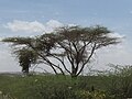 Somalia (Somaliland)(220).jpg